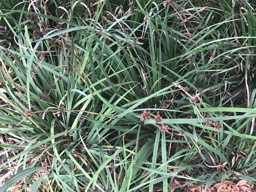 Libertia grandiflora — related species from the same genus