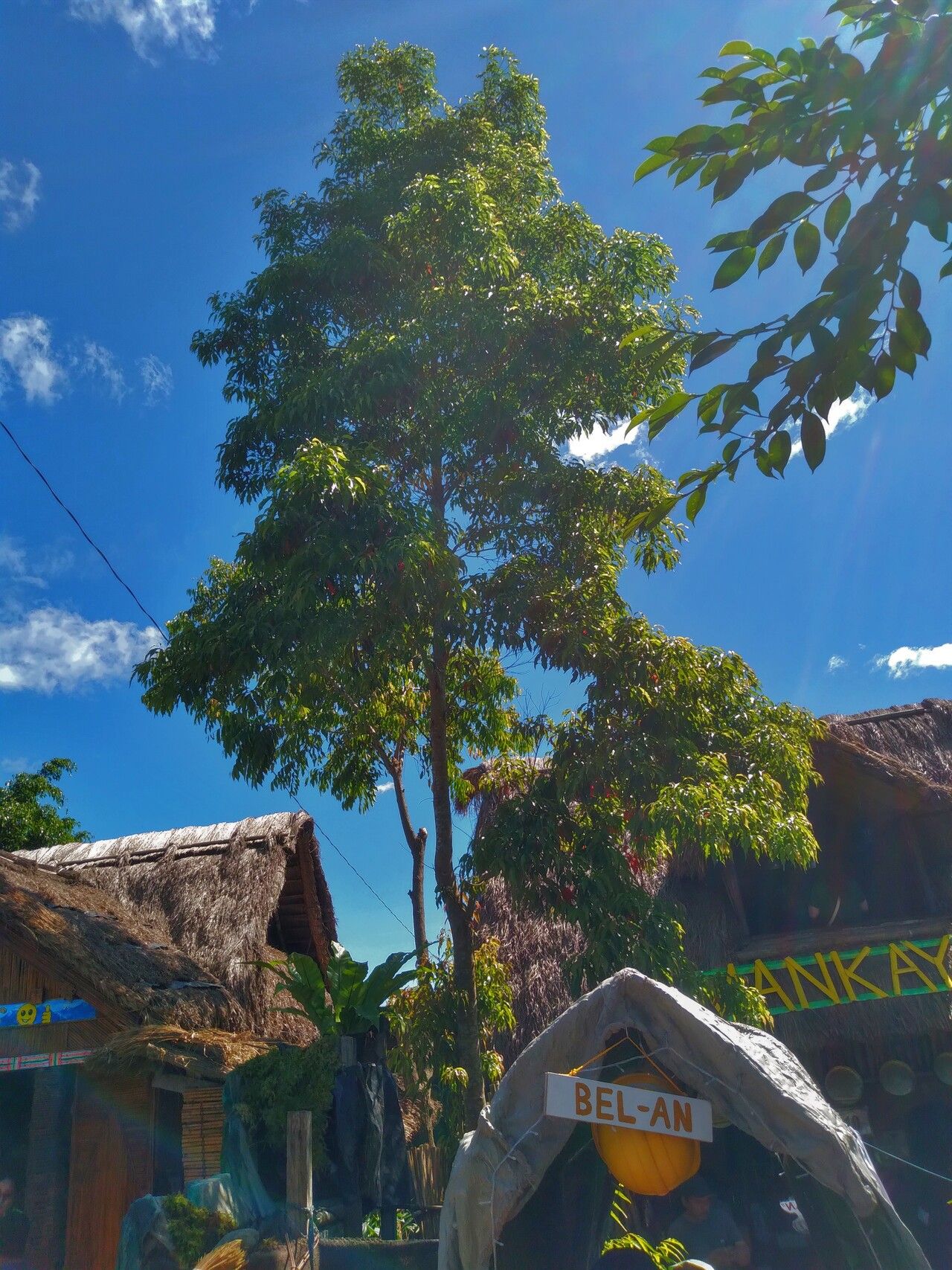 Elaeocarpus mastersii habit