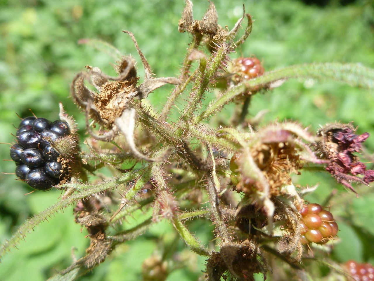 Rubus ignoratus fruit
