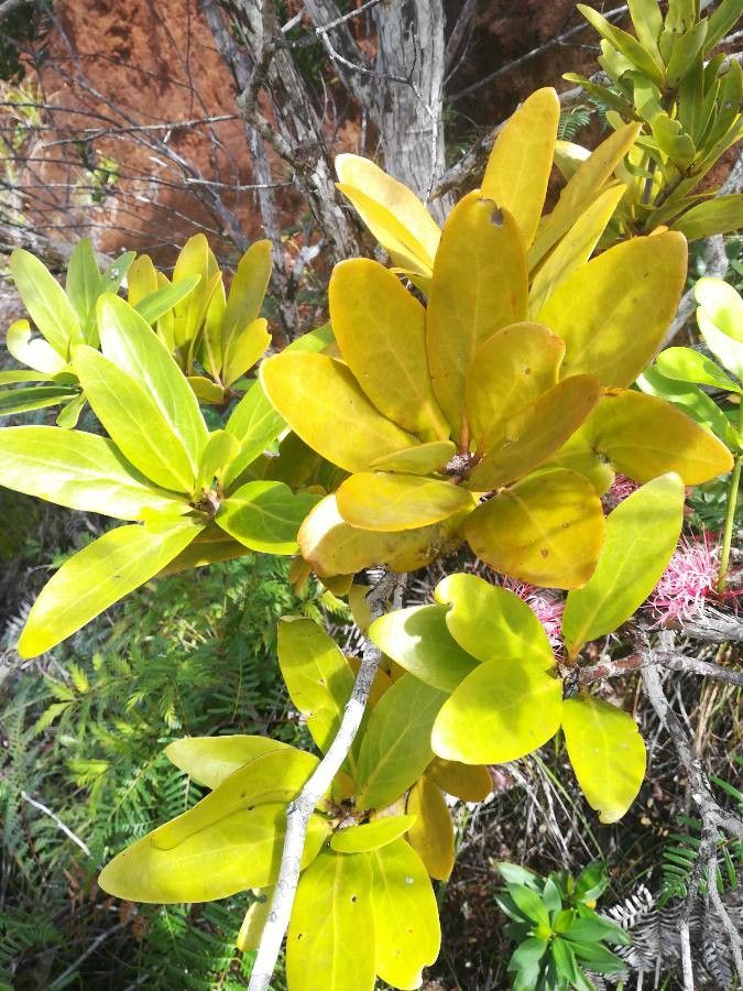 Amyema scandens — houseplant care guide