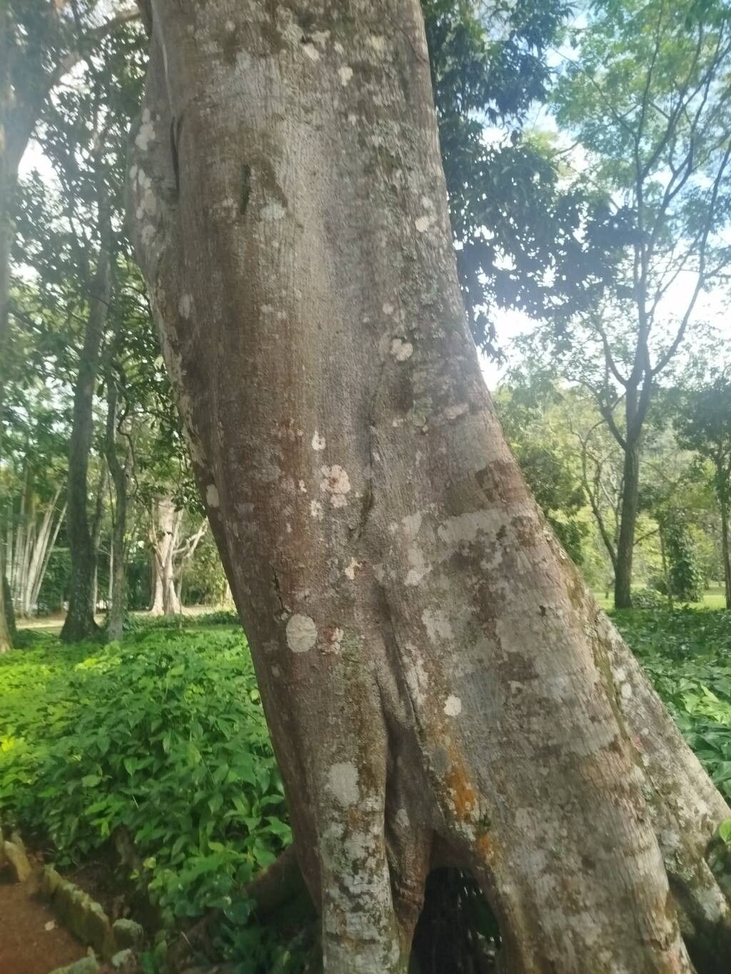 Ficus clusiifolia — houseplant care guide