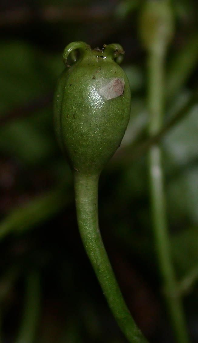 Manettia longipedicellata fruit