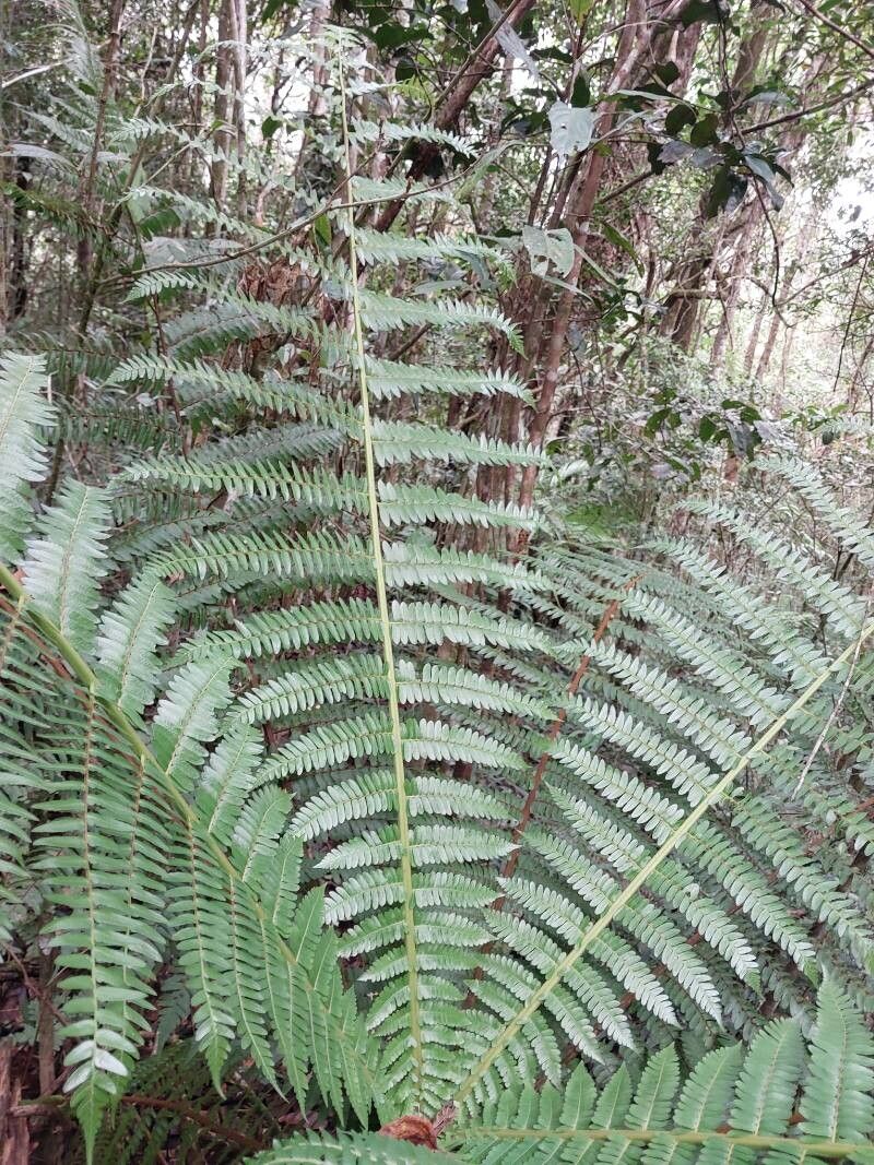 Cyathea viguieri — houseplant care guide
