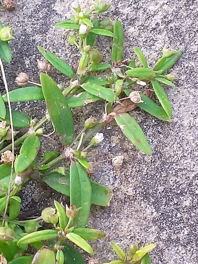 Oldenlandia corymbosa leaf