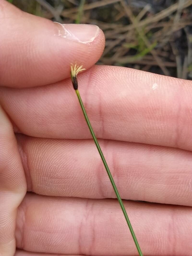 Eleocharis quinqueflora flower