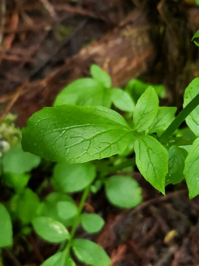 Valeriana sitchensis — search result for 'Valeriana'