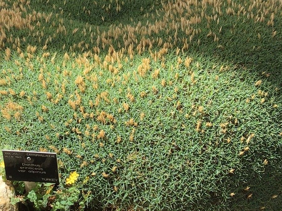 Dianthus webbianus — houseplant care guide