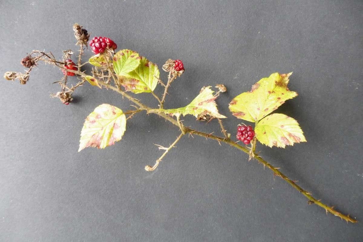 Rubus bracteatus flower