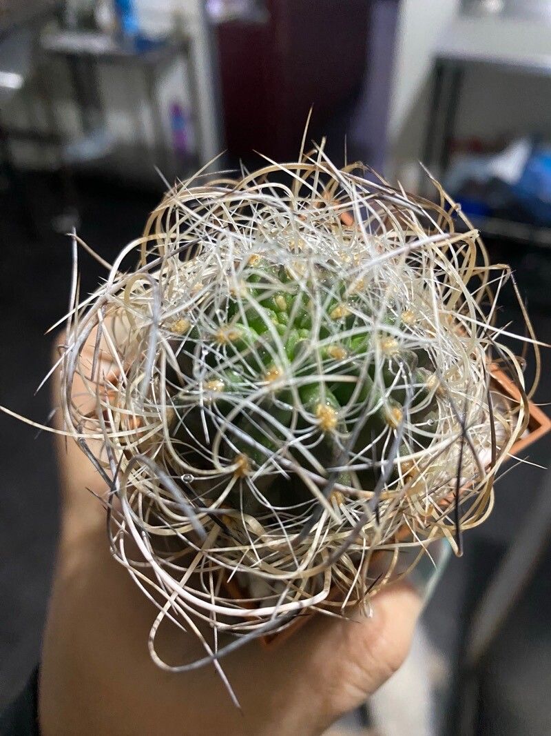 Eriosyce eriosyzoides — houseplant care guide