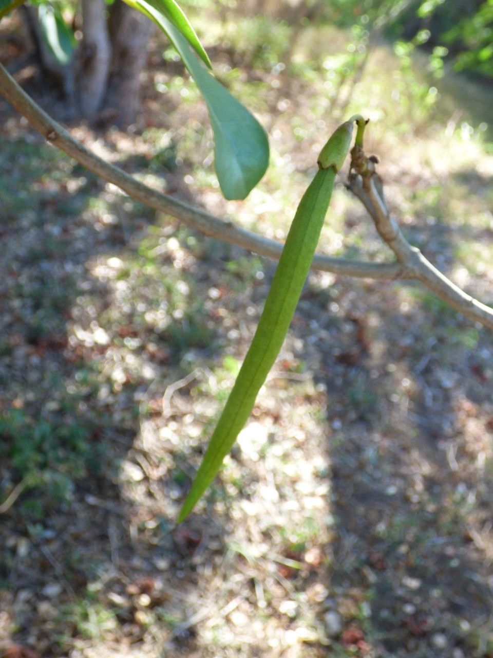 Tabebuia heterophylla fruit