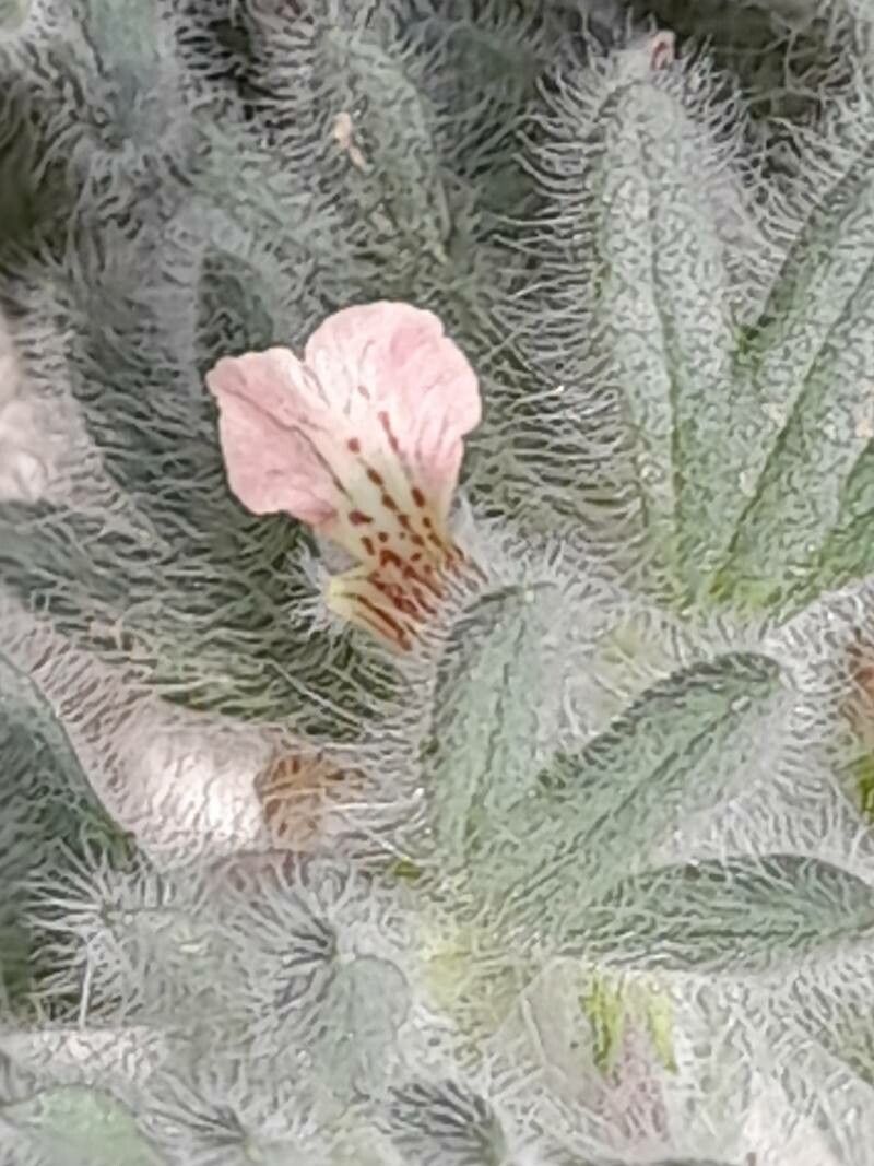 Ajuga austroiranica flower