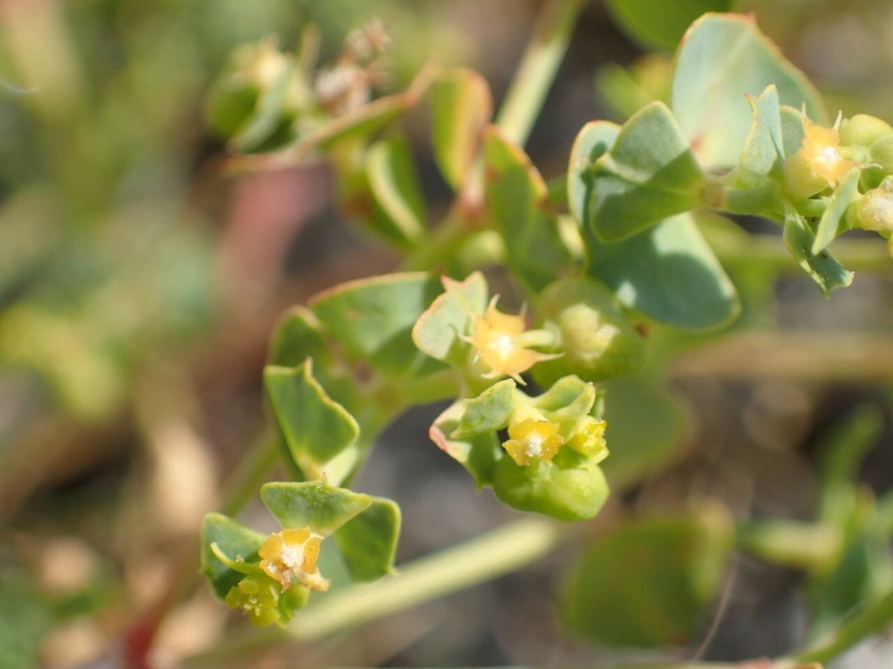 Euphorbia herniariifolia flower