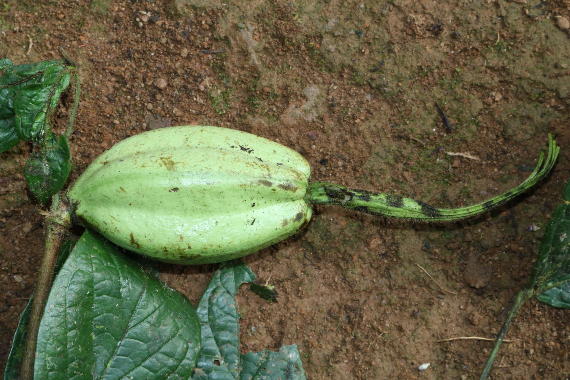 Rothmannia hispida fruit