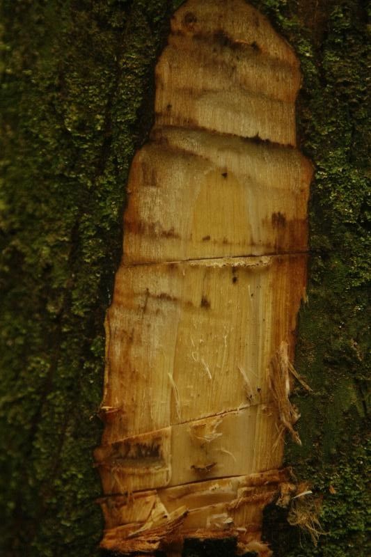 Eschweilera sagotiana other