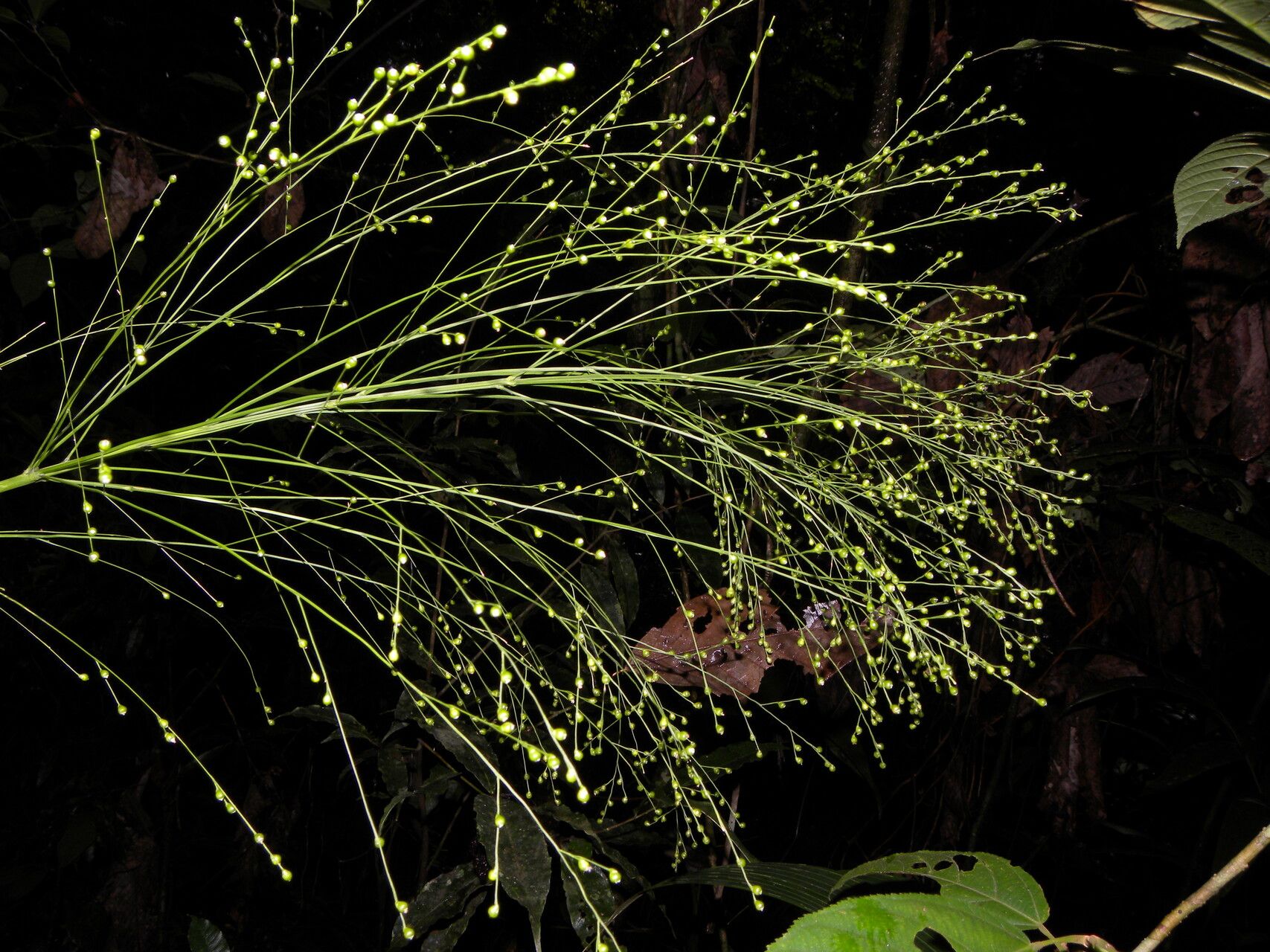 Lasiacis procerrima habit