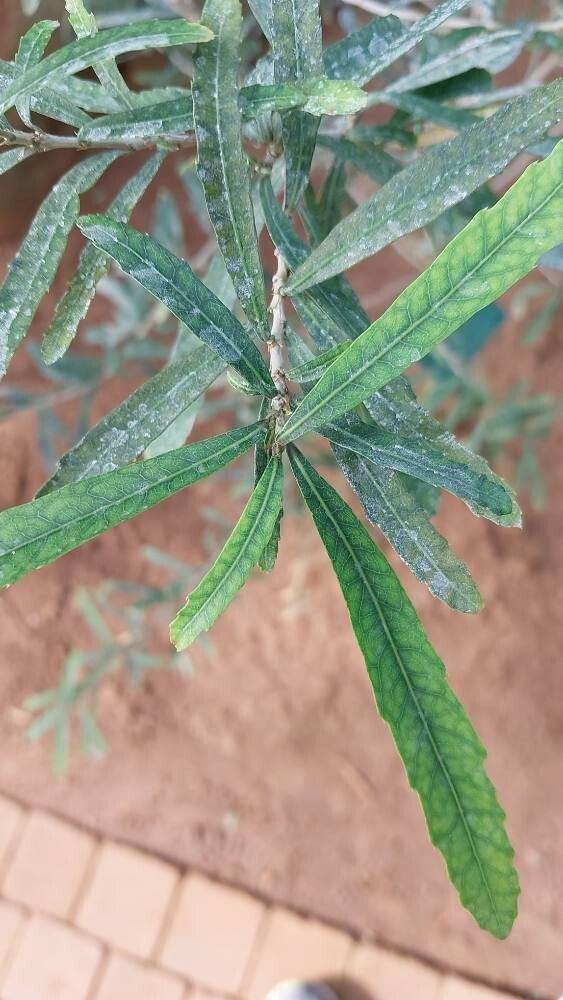 Hybanthus caledonicus — houseplant care guide