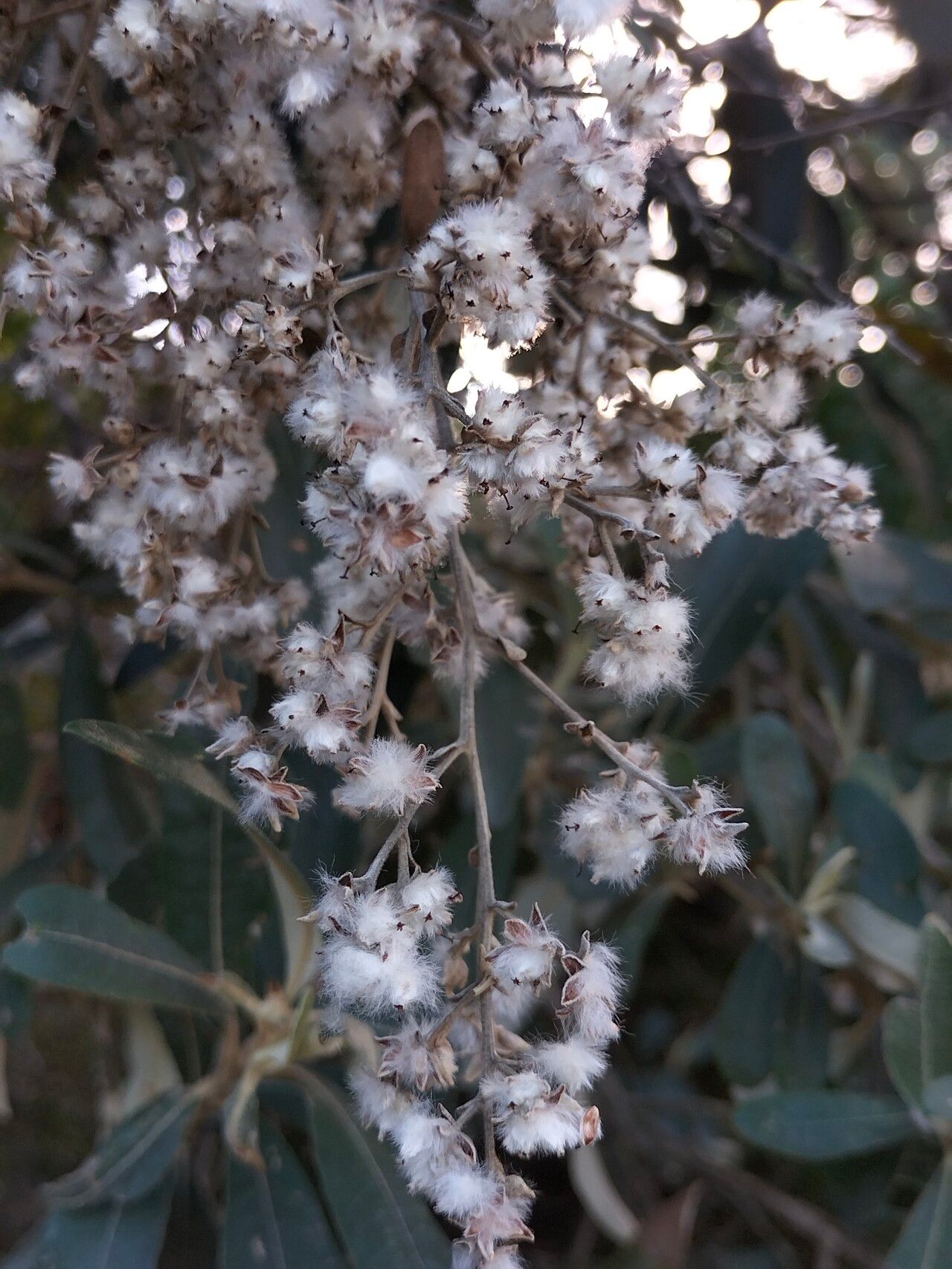 Tarchonanthus camphoratus fruit