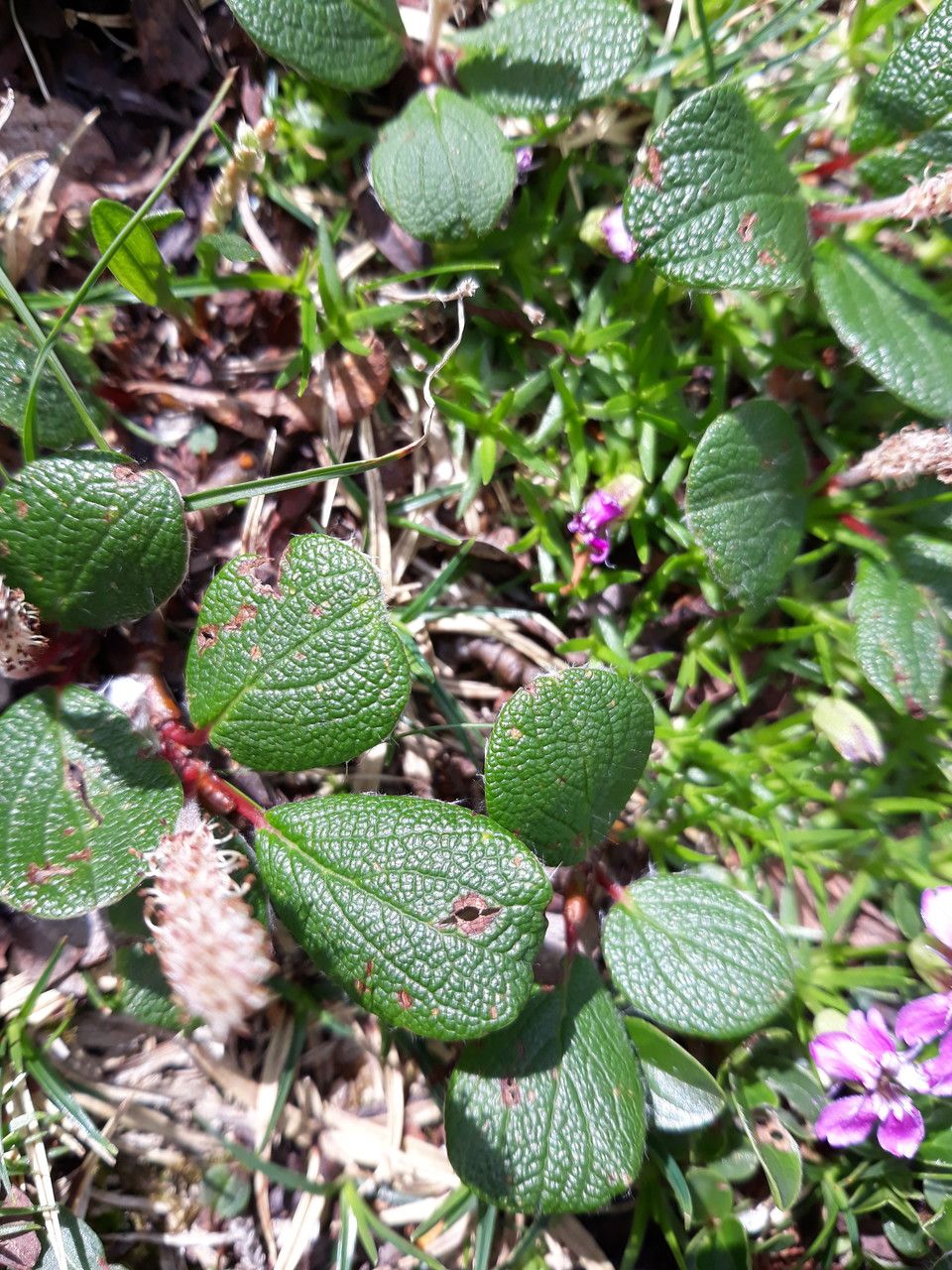 Salix reticulata leaf