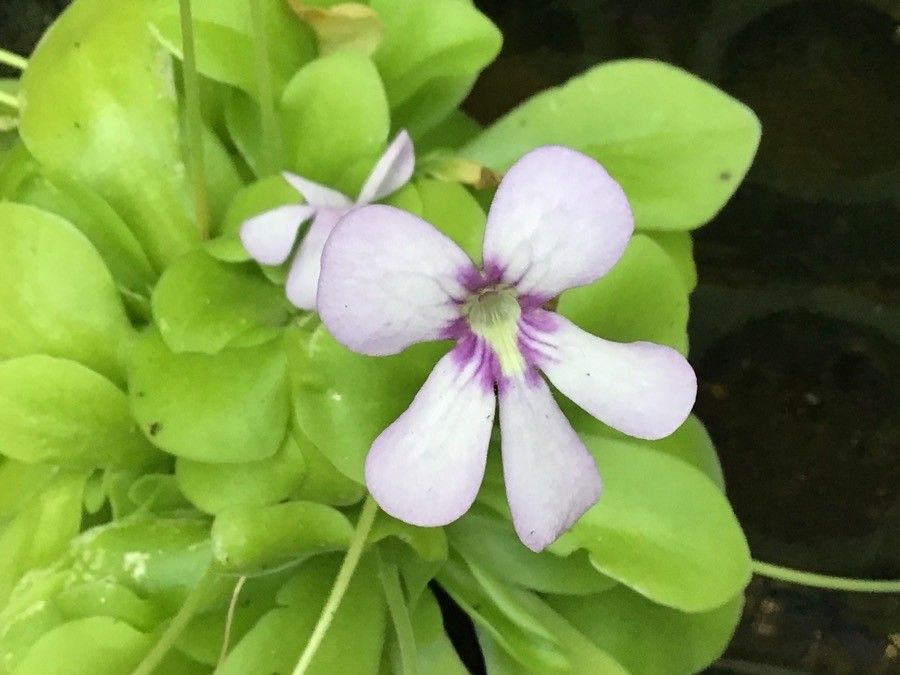 Pinguicula moranensis flower