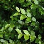 Ligustrum obtusifolium