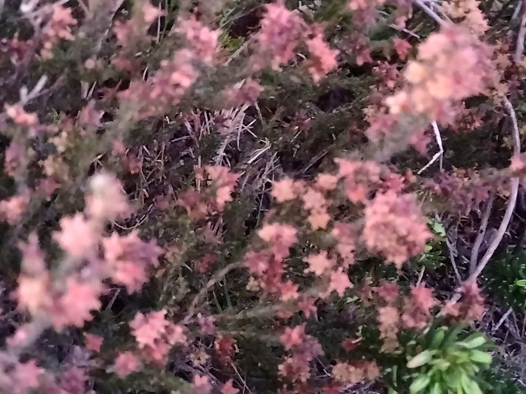 Erica hispidula — search result for 'Erica'