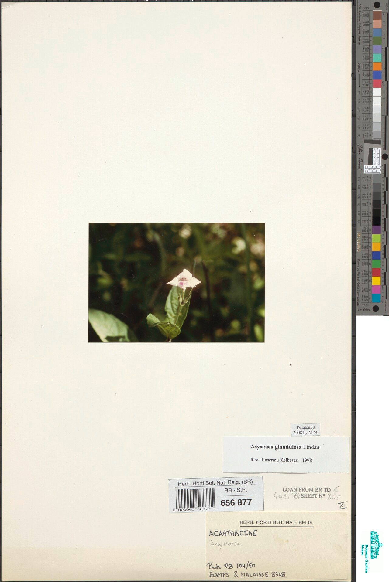 Asystasia glandulosa — search result for 'Asystasia'