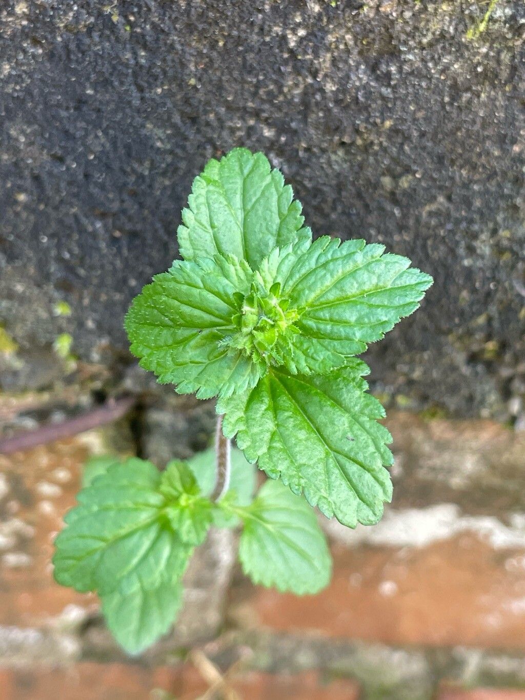 Veronica javanica leaf