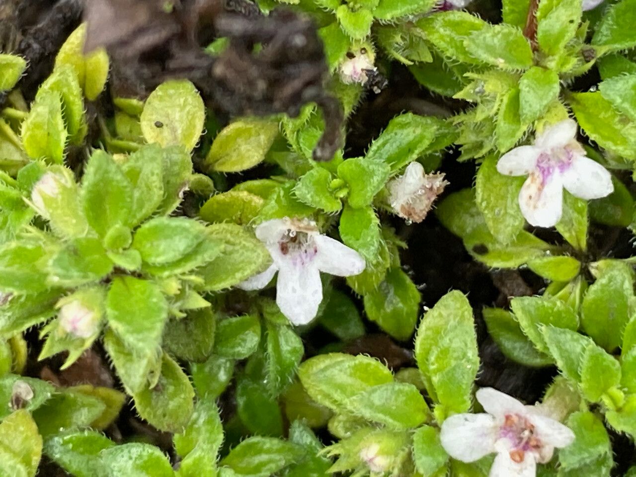 Clinopodium nubigenum flower