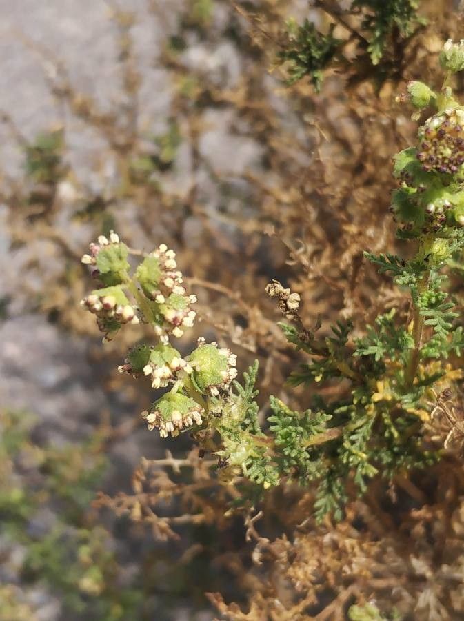 Ambrosia artemisioides flower
