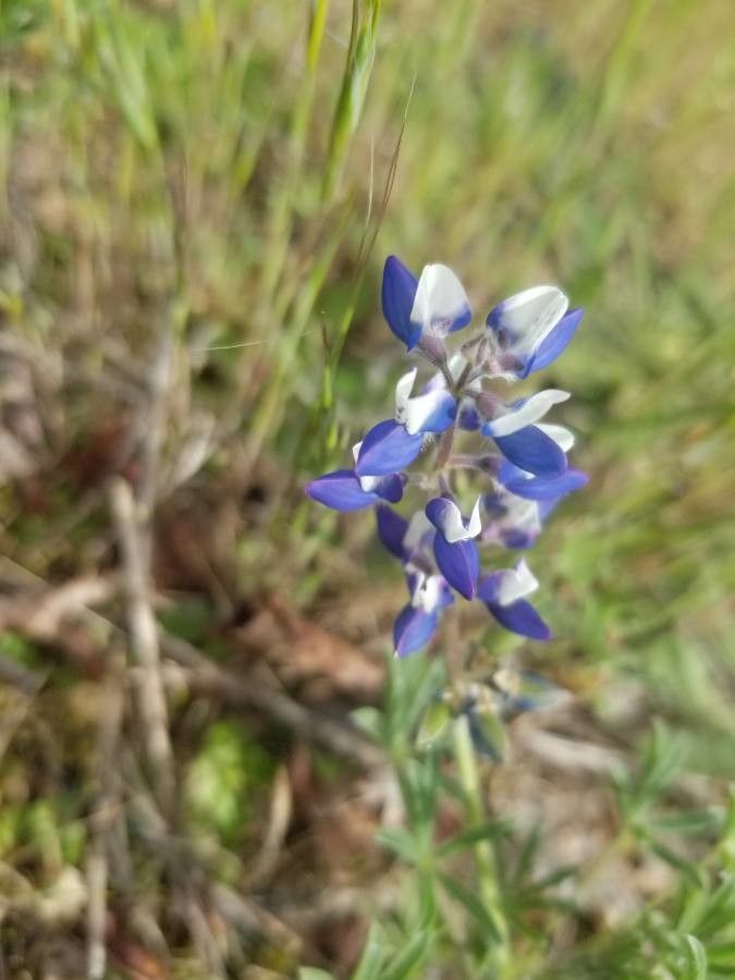 Lupinus bicolor flower