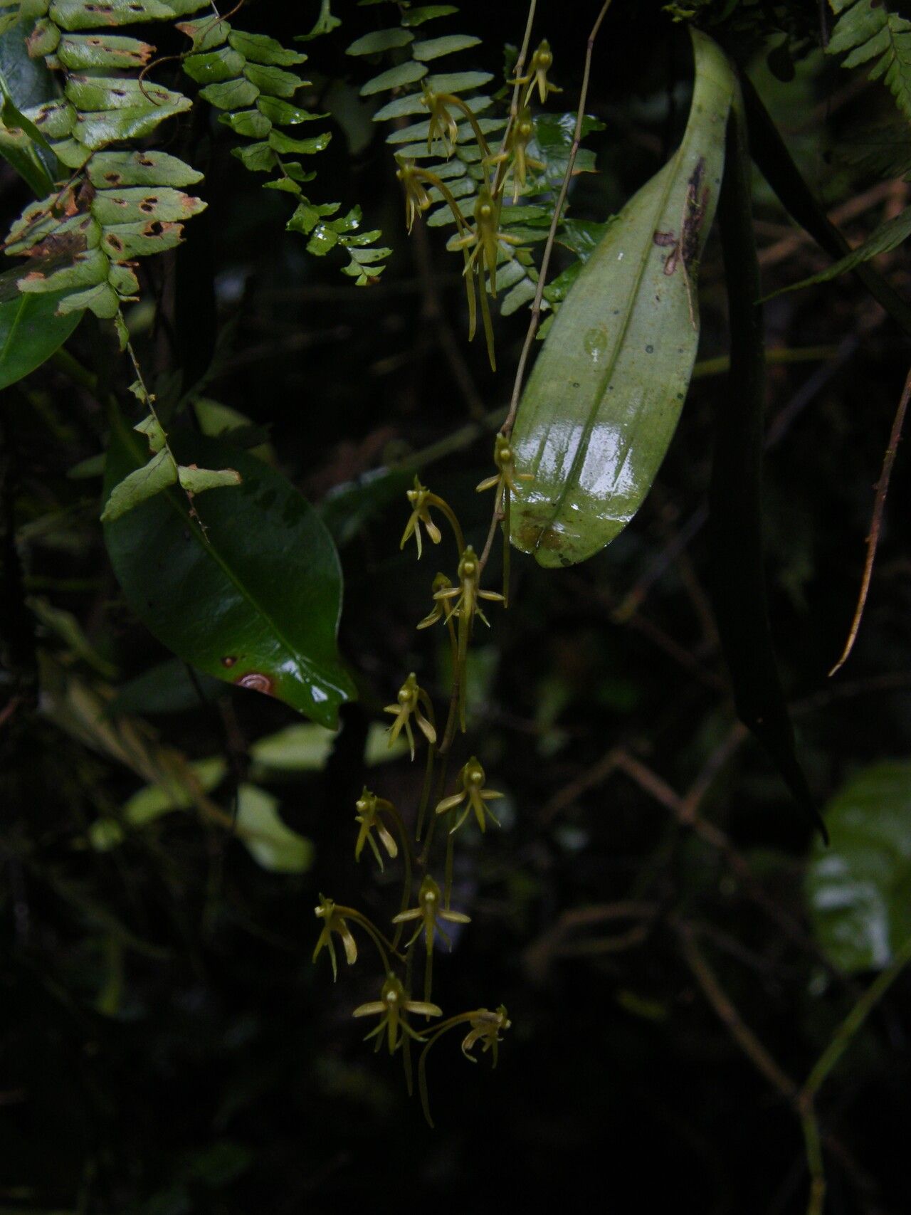 Angraecopsis ischnopus — houseplant care guide