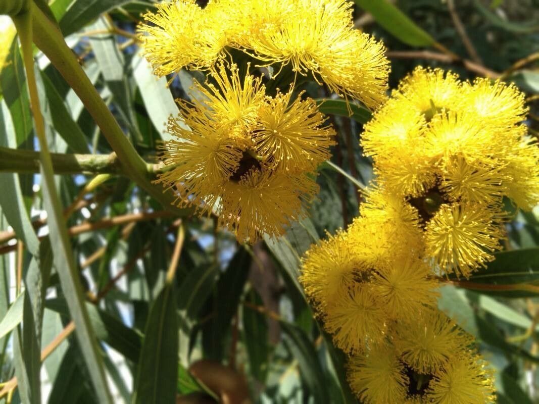 Eucalyptus erythrocorys — search result for 'Eucalyptus'