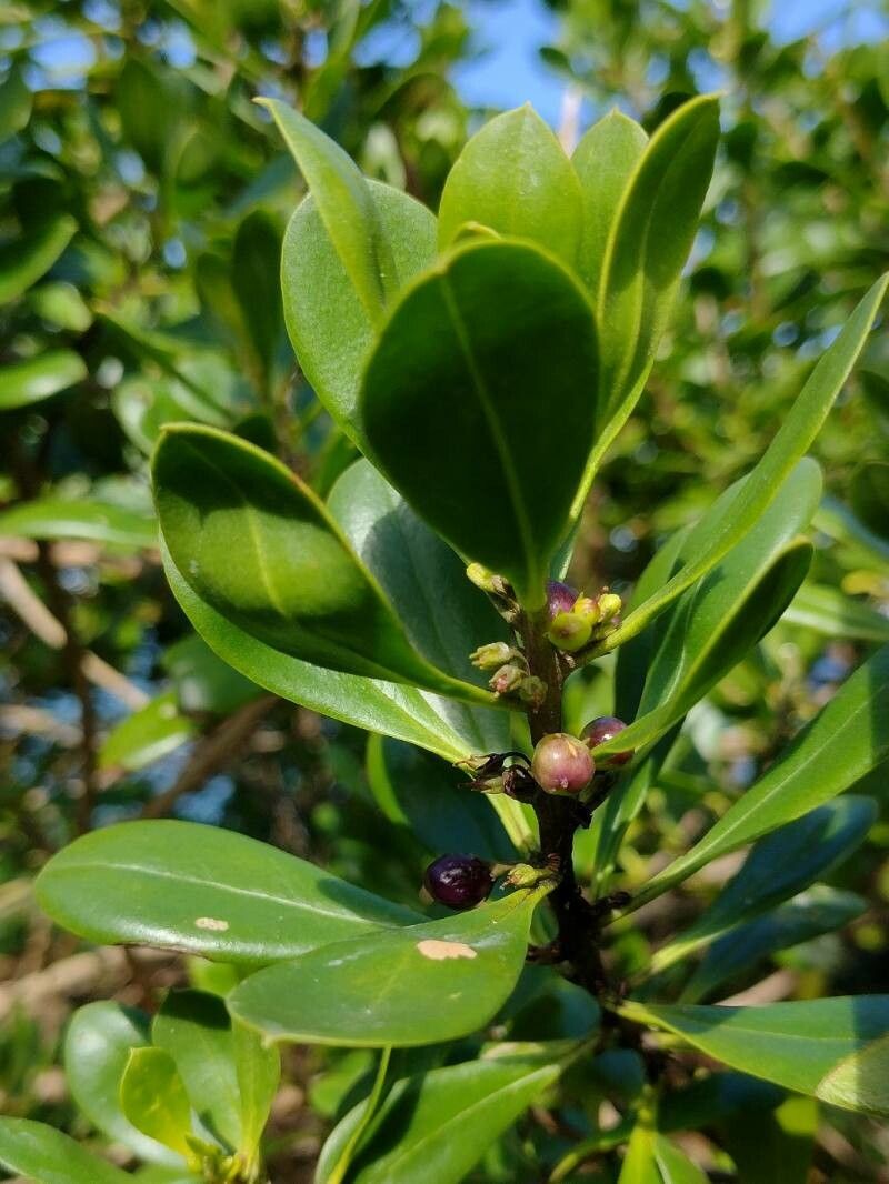 Myoporum boninense fruit