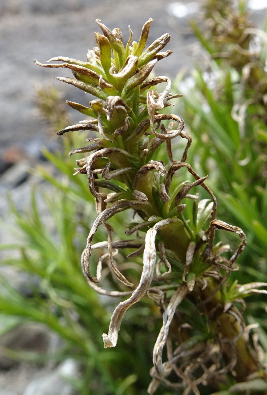 Senecio pentlandianus flower