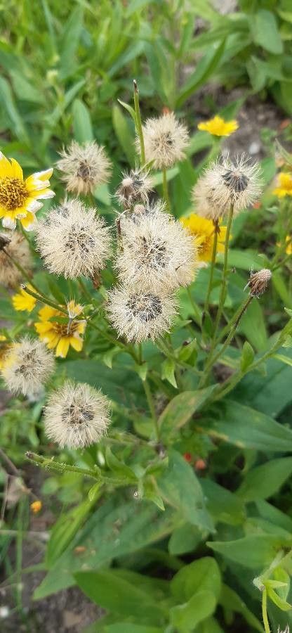 Arnica chamissonis fruit