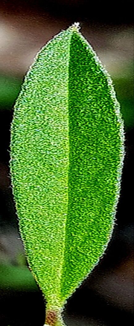 Asemeia ovata — houseplant care guide