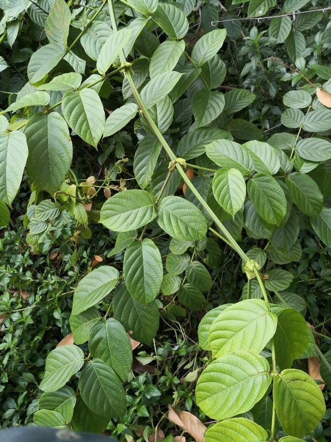Uncaria macrophylla habit