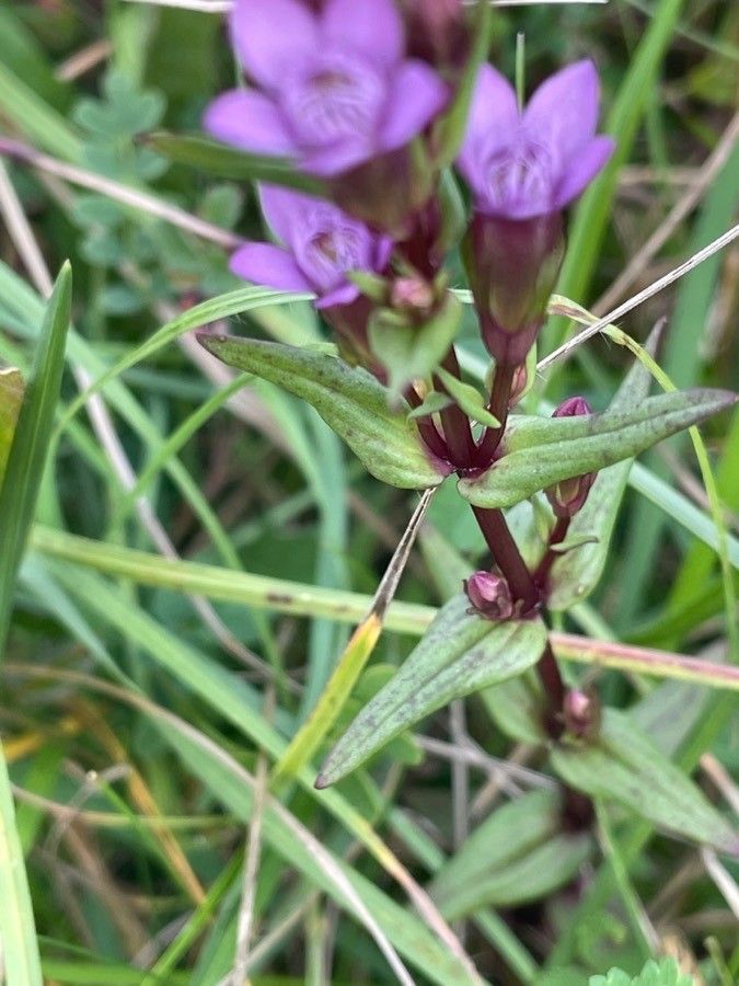 Gentianella amarella leaf