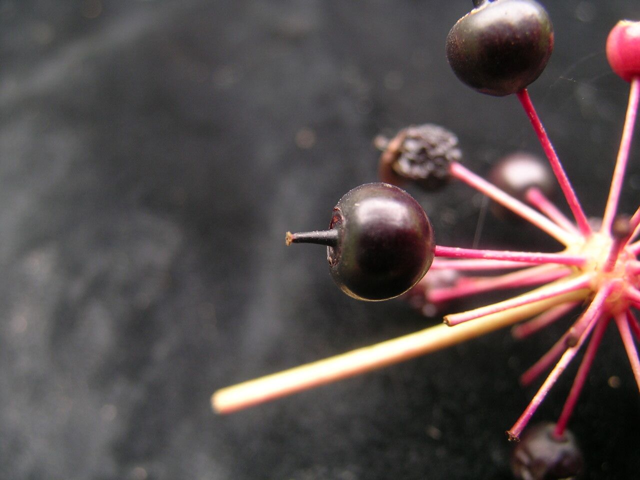 Aralia leschenaultii — search result for 'Aralia'