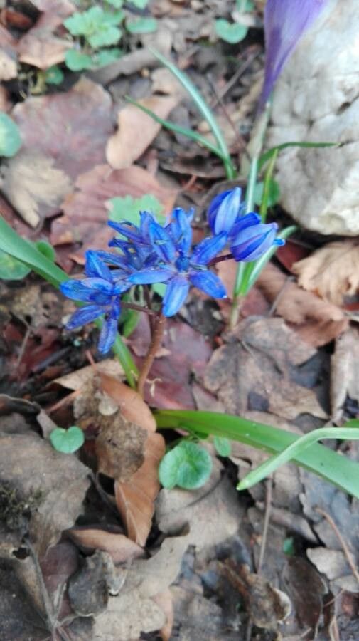 Hyacinthoides italica flower