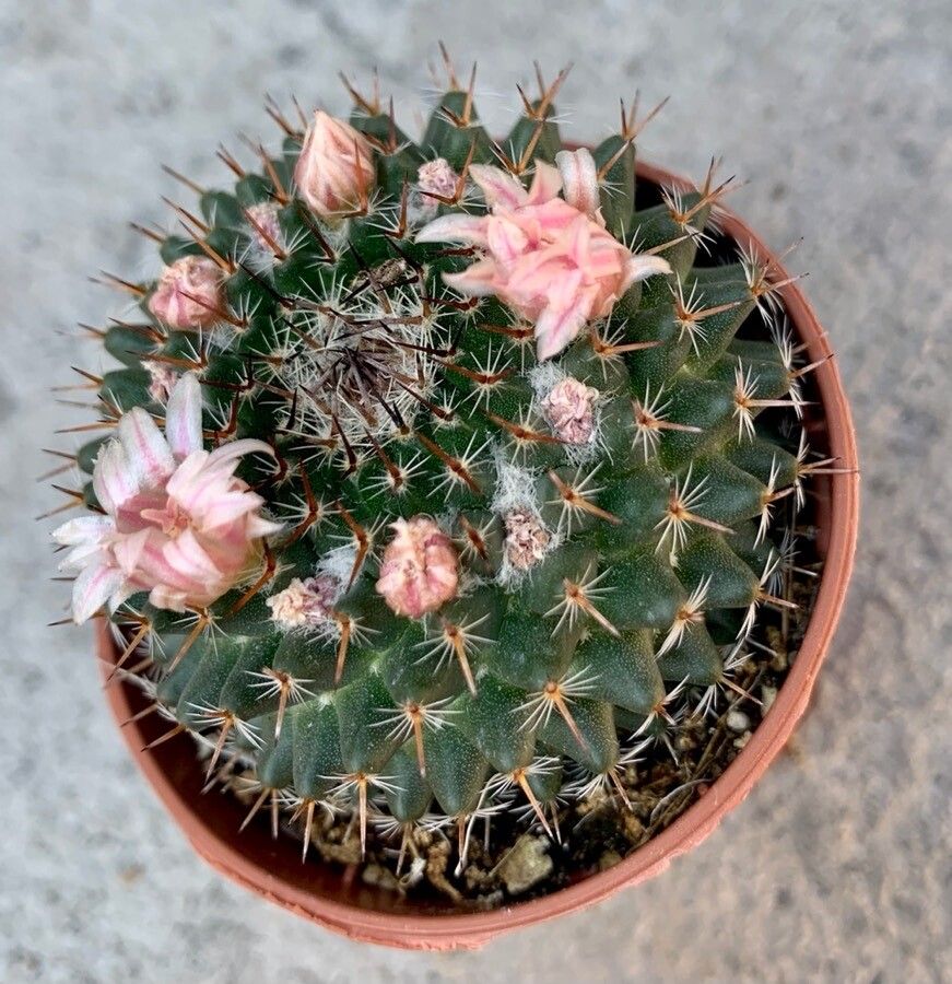 Mammillaria formosa flower