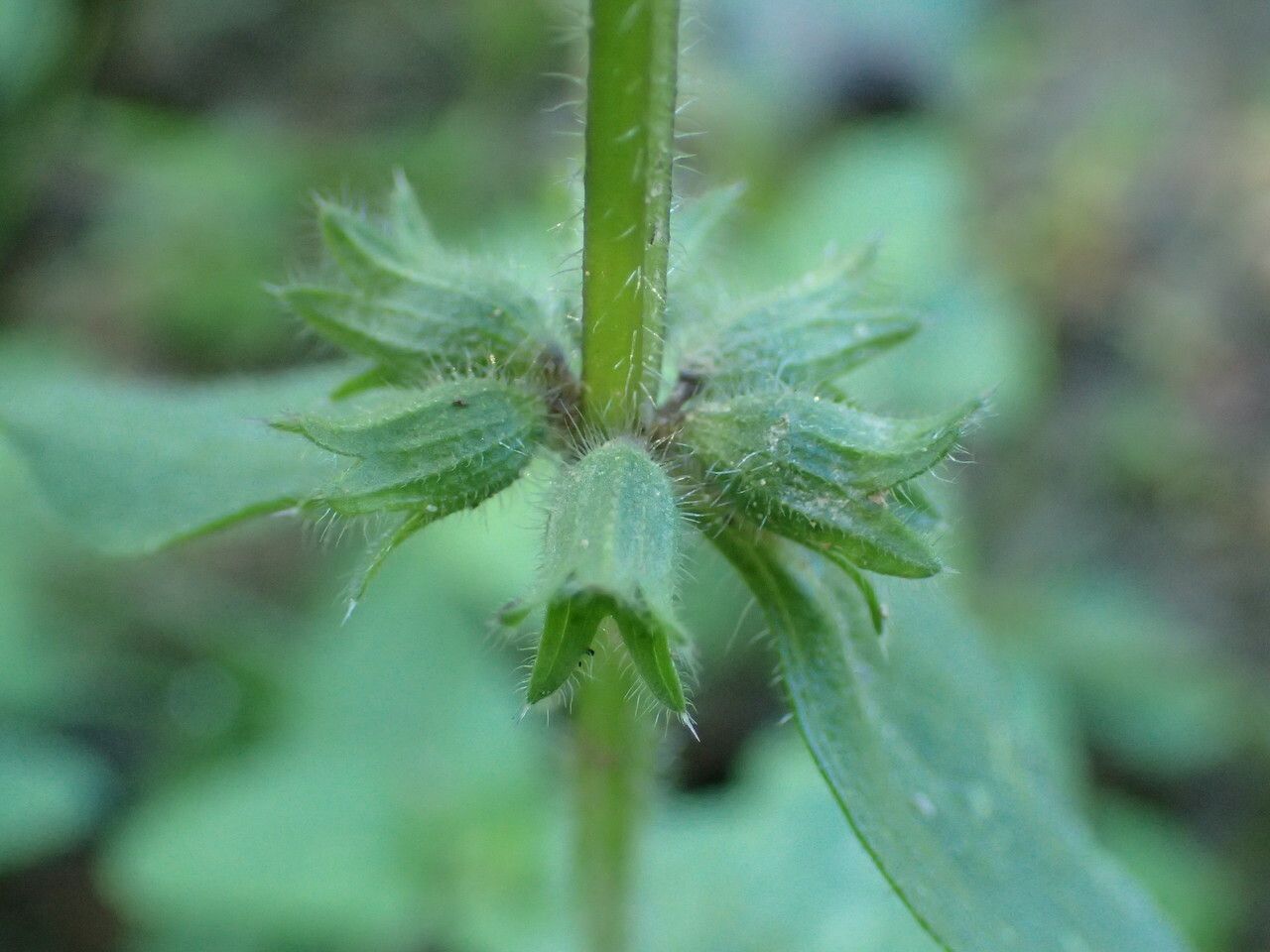 Stachys arvensis fruit