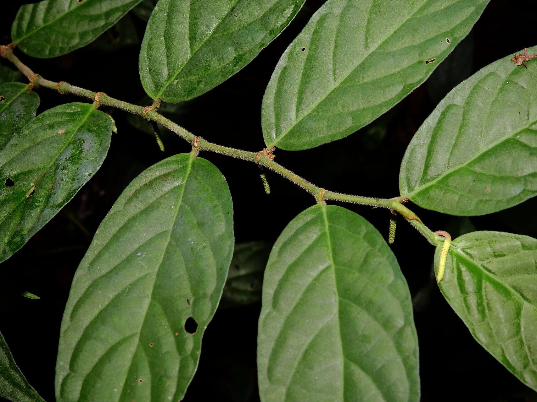 Piper adenandrum leaf