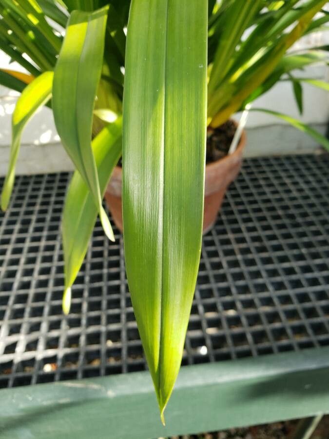 Cymbidium tracyanum — search result for 'Cymbidium'