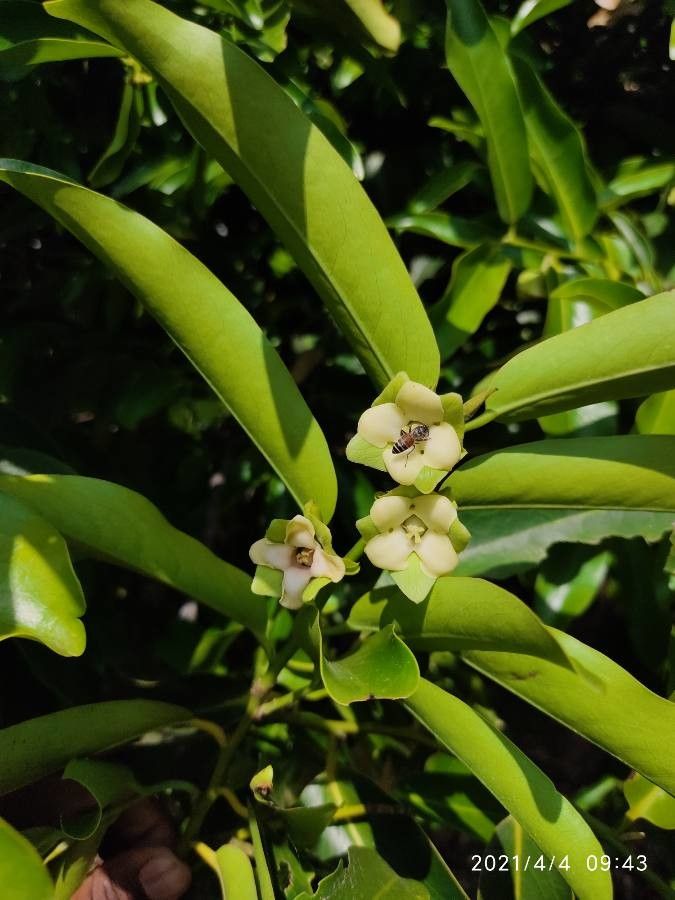 Diospyros malabarica flower