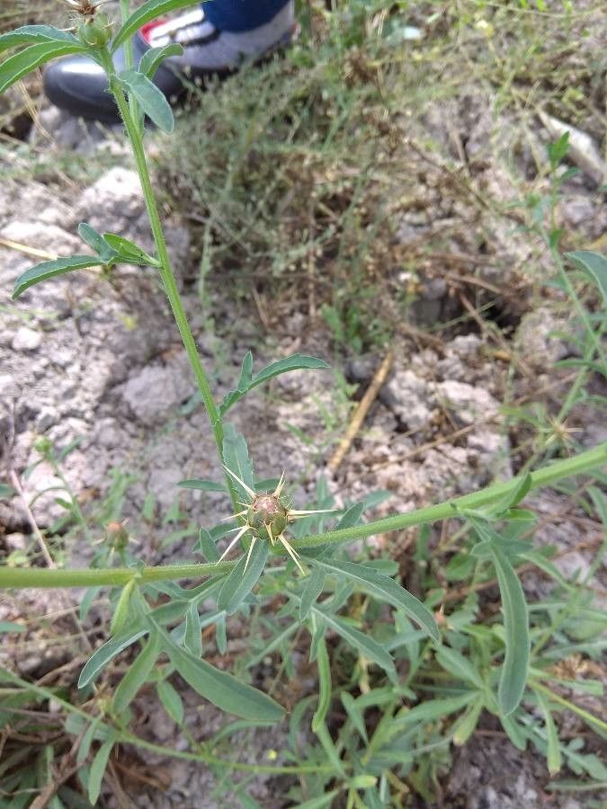 Centaurea iberica fruit