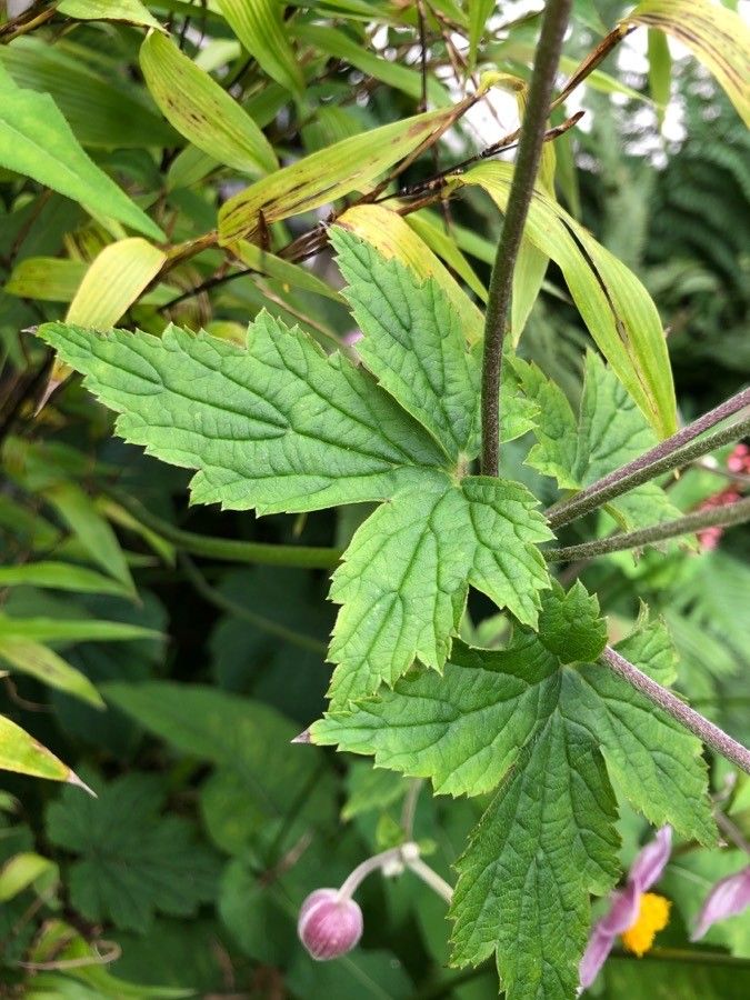 Anemone x hybrida leaf