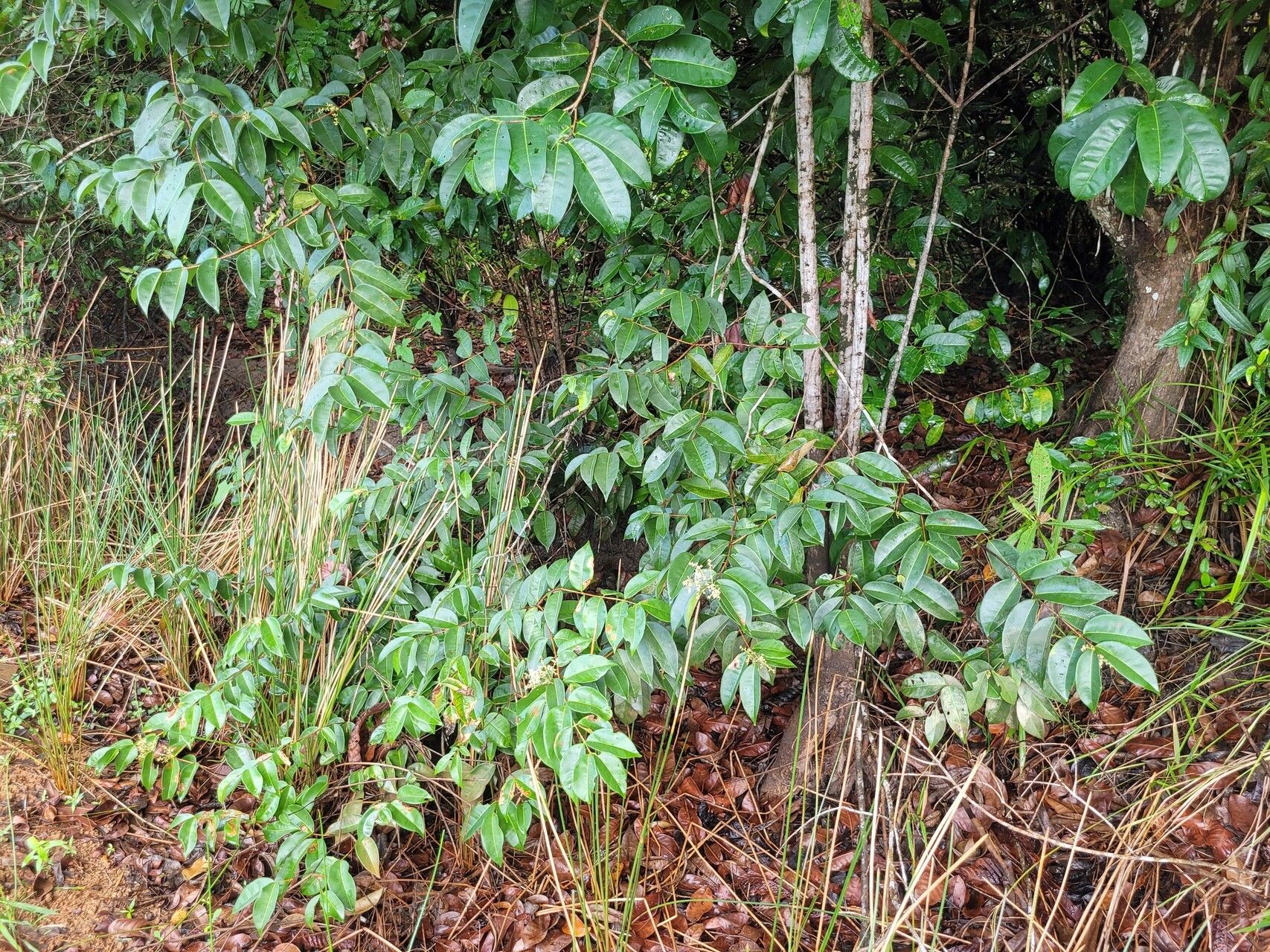 Myrcia pyrifolia habit