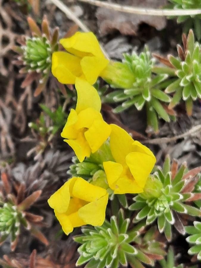 Androsace vitaliana flower