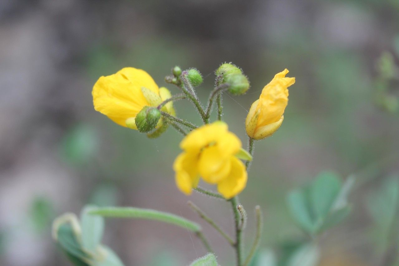 Wedelia fruticosa flower
